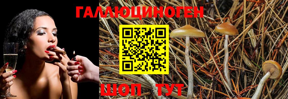 Дедовск  Галлюциногенные грибы Psilocybe  Вход с VPN 
